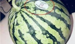 网红吃瓜Dd,揭秘娱乐圈幕后真相，带你领略吃瓜乐趣